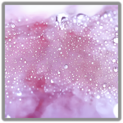 桜雨のジャケット写真