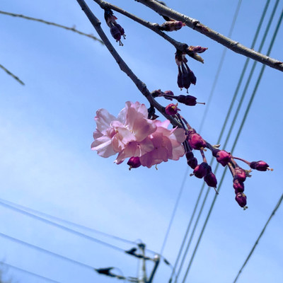 記セ証のジャケット写真