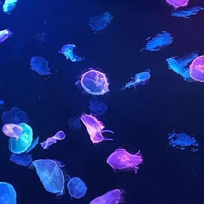 jellyfish song Front Cover