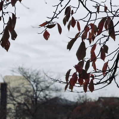 夜明け前にのジャケット写真