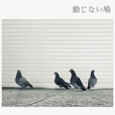 動じない鳩のジャケット写真