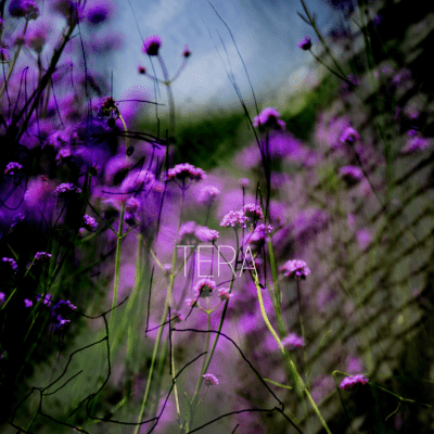 result (feat. HATSUNE MIKU, IA & Kaai Yuki) Front Cover