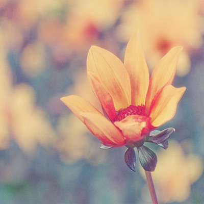 artificial flowers, Front Cover