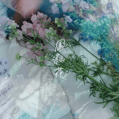 鳳仙花のジャケット写真