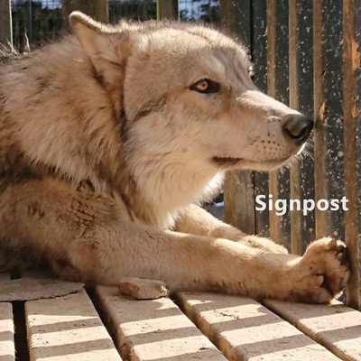 Signpostのジャケット写真