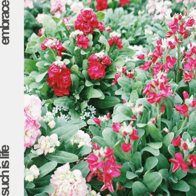 Such is Life / Embrace Front Cover