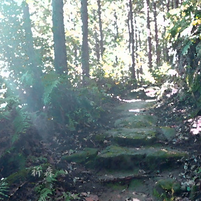 Forest Prayer Front Cover