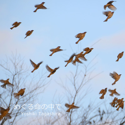 In the Circulation of Life Front Cover