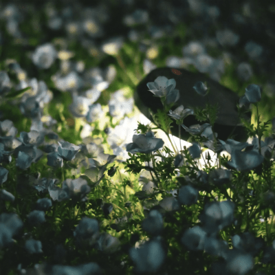 Nemophila Front Cover