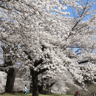 SAKURA ~Oriental Love Song~ Front Cover
