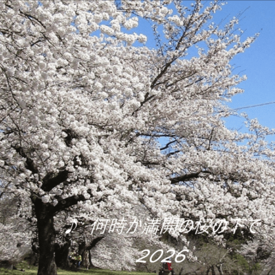 何時か満開の桜の下で (2026 Remix)のジャケット写真