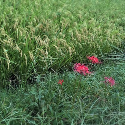 曼珠沙華のジャケット写真