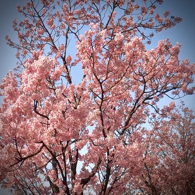 散る桜、残る桜のジャケット写真