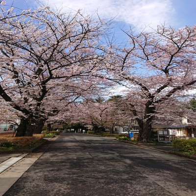 SNOW SUNのジャケット写真