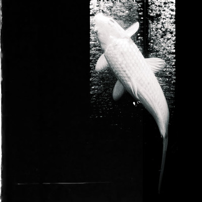 SALVAGED Front Cover