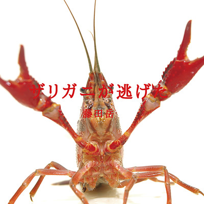 ザリガニが逃げたのジャケット写真