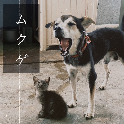 ムクゲのジャケット写真