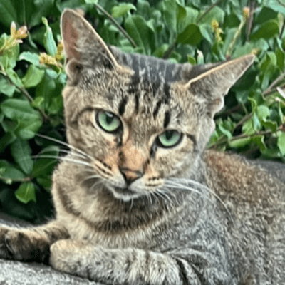 ドラねこのジャケット写真