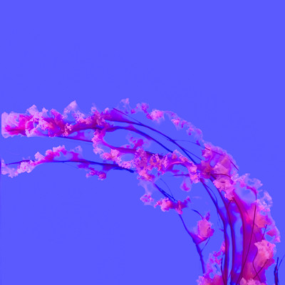 Aquarium Front Cover