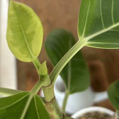 FICUS ALTSMのジャケット写真