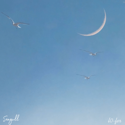 Seagull Front Cover