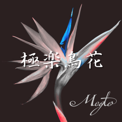 Strelitzia Front Cover