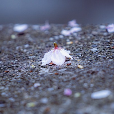 Sakura no Hana no Yukue Front Cover