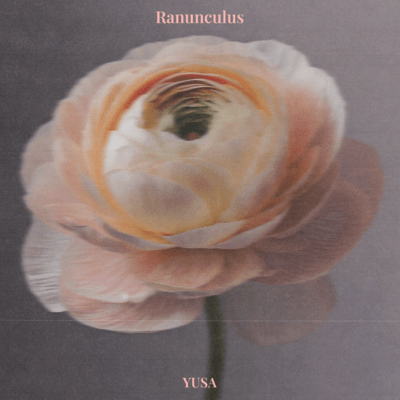 Ranunculusのジャケット写真