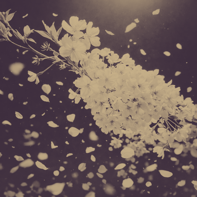 Tsuki Sakura. As Spring Fades (Drift Dub) Front Cover