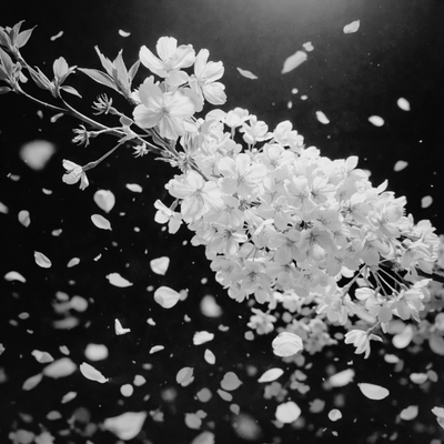 Tsuki Sakura -As Spring Fades- (Uncut) Front Cover