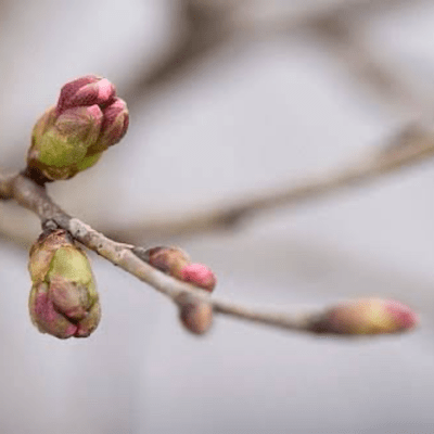 やおらにのジャケット写真
