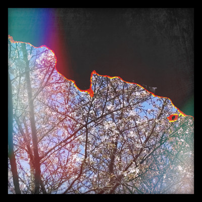 Black Blossom Front Cover