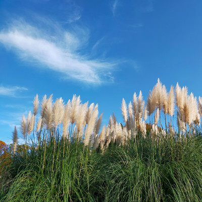 Where does the wind come from? Front Cover