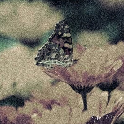 butterfly Front Cover