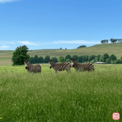 Safari Front Cover