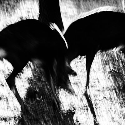 2018年の記憶のジャケット写真