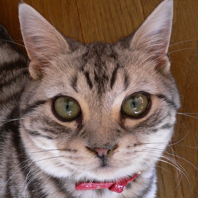 ぱんちょBEST (弾き語り)のジャケット写真