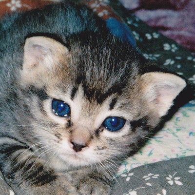 Jump up! Take off! (feat. HATSUNE MIKU) Front Cover