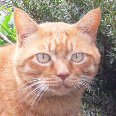 early evening (feat. HATSUNE MIKU) Front Cover