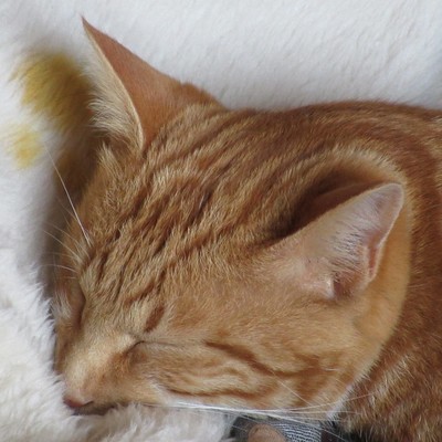 Spring Wind (feat. 初音ミク & 巡音ルカ)のジャケット写真