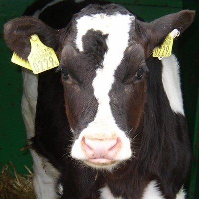 DondonKoshimizu Front Cover