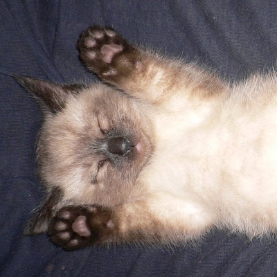 ねここねこ (feat. 巡音ルカ)のジャケット写真