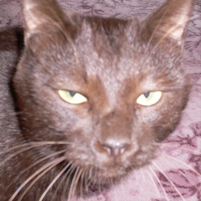 grassland2 (feat. KAGAMINE LEN) Front Cover