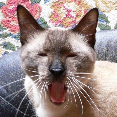 君の声が今もまだ (feat. 鏡音レン)のジャケット写真