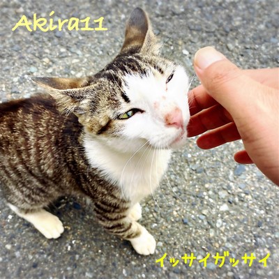 イッサイガッサイのジャケット写真