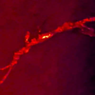 lon nightのジャケット写真