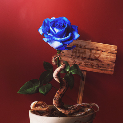 dappi Front Cover