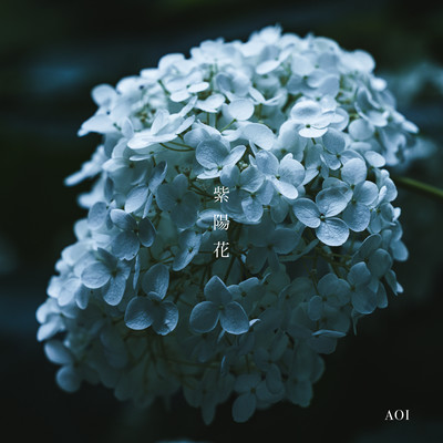 ajisai Front Cover