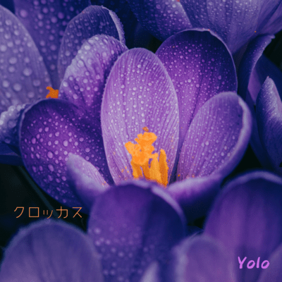 Crocus Front Cover