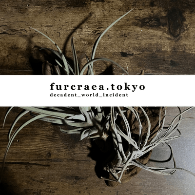 decadent_world_incidentのジャケット写真